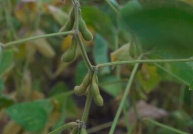 ‘Não dá para contar com alta nos preços da soja. É preciso estar sempre atento ao timing de venda’, alerta analista