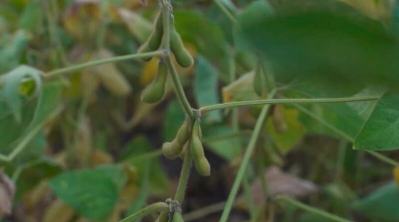 ‘Não dá para contar com alta nos preços da soja. É preciso estar sempre atento ao timing de venda’, alerta analista