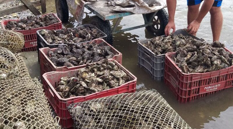Ostras e mexilhões Paraná