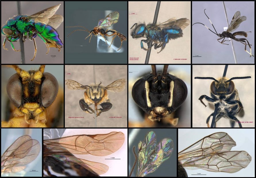Mosaico de 12 imagens em close de vespas da família Ichneumonidae, que faz parte do banco de imagens utilizado na pesquisa. Na primeira linha, fotos laterais. Na segunda linha, fotos frontais. Na última linha, fotos dos padrões nas asas dos insetos