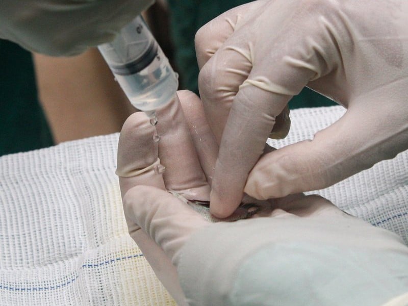 cirurgia em peixe