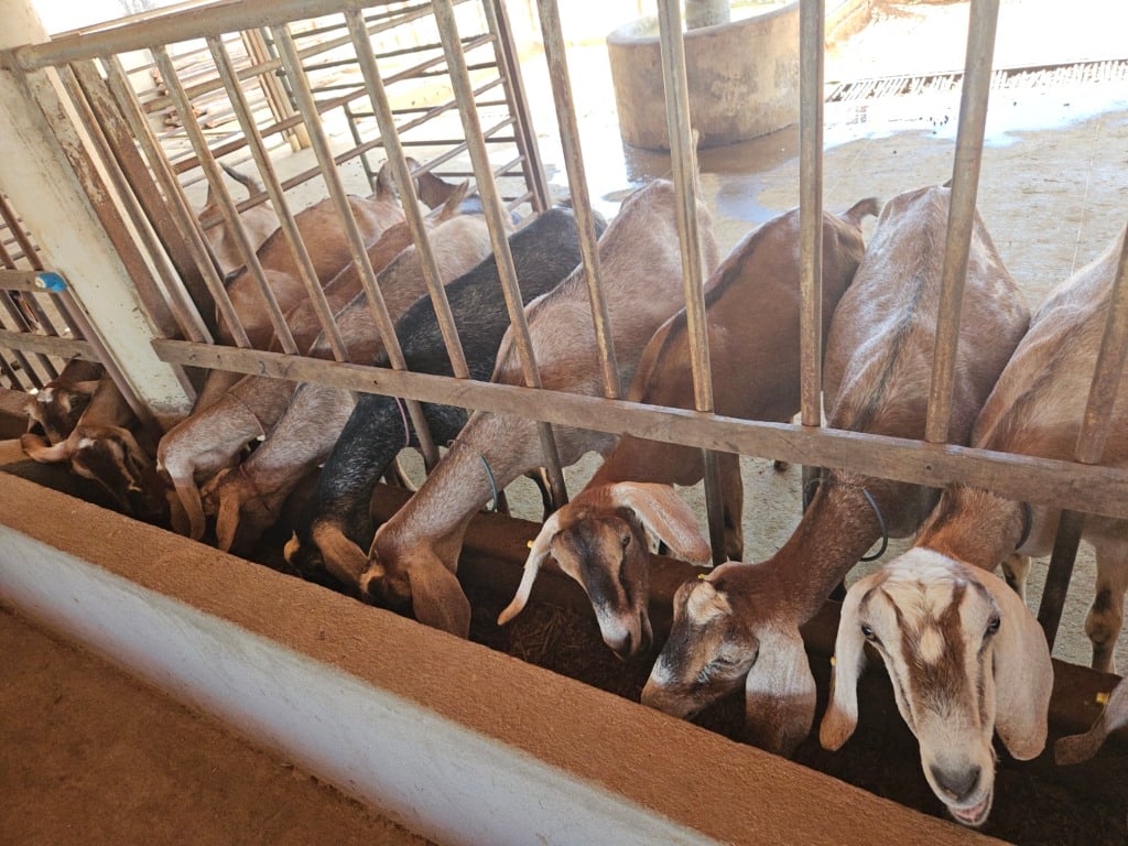 caprinos se alimentando no cocho
