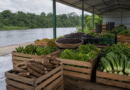 Conab apresenta ações do PAA e do Amazônia Viva em encontro do Consea no Amazonas