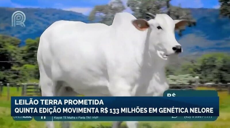 5ª edição do leilão Terra Prometida movimenta R$ 133 milhões em genética nelore