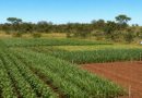 Academia de Liderança da Aprosoja MT visita Embrapa Cerrados e conhece pesquisas aplicadas ao campo