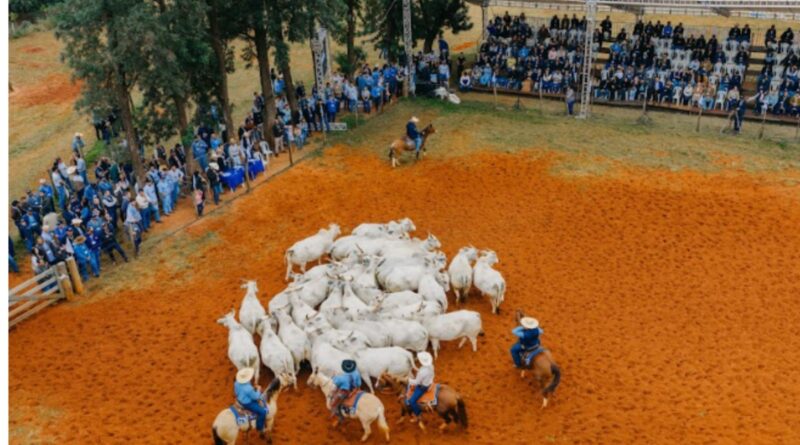 Foto: Divulgação.