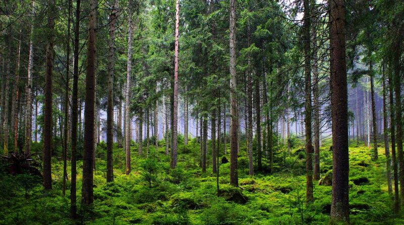 europa, floresta, desmatamento
