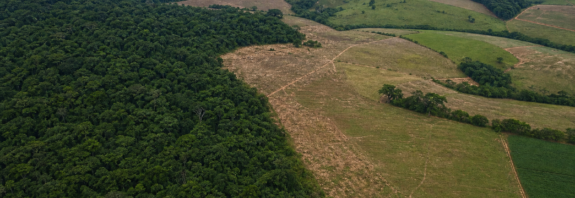 Audiência na Câmara destaca queda do desmatamento na Mata Atlântica e debate projetos de lei