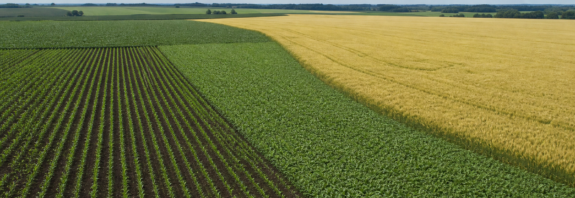 USDA informa avanço do plantio de milho e soja nos Estados Unidos