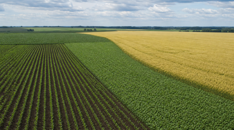 USDA informa avanço do plantio de milho e soja nos Estados Unidos