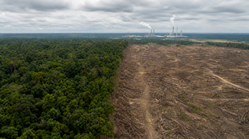 COP30 apresenta proposta para acelerar ações sobre desmatamento e combustíveis fósseis