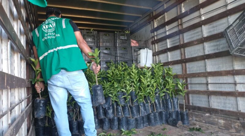 Carga irregular de mudas cítricas é apreendida na Bahia