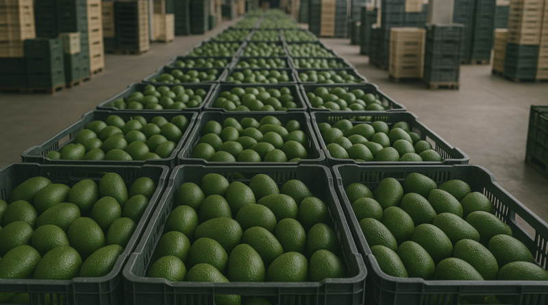 Ceagesp registra abacate fortuna a R$ 2,24/kg no atacado entre 11 e 15 de maio