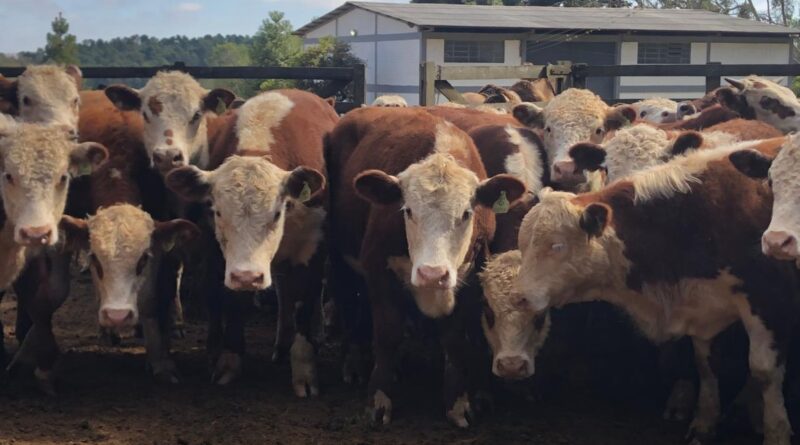 Certificação Hereford e Braford cresce e aquece mercado