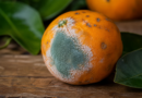 Laranja - mofo azul