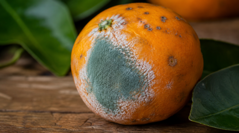 Laranja - mofo azul