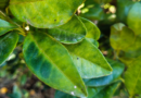 Resolução de maio de 2025 intensifica combate à murta, planta hospedeira do greening