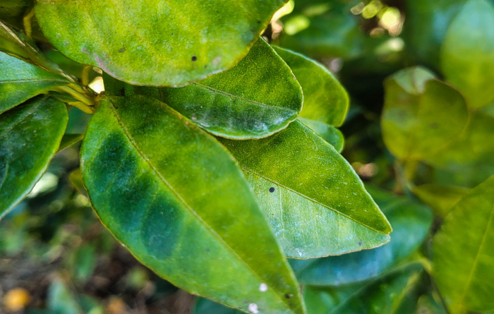 Resolução de maio de 2025 intensifica combate à murta, planta hospedeira do greening