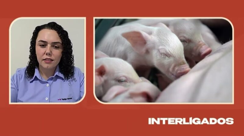 Como melhorar a rentabilidade na suinocultura moderna com manejo adequado