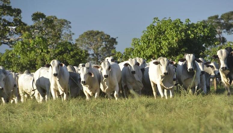 bois zebu no pasto, arroba do boi gordo, carne bovina