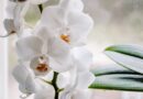 Orquídea
