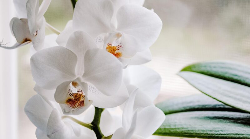 Orquídea