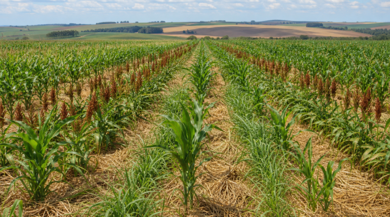Embrapa Milho e Sorgo apresenta resultados do Sistema Antecipe em dia de campo