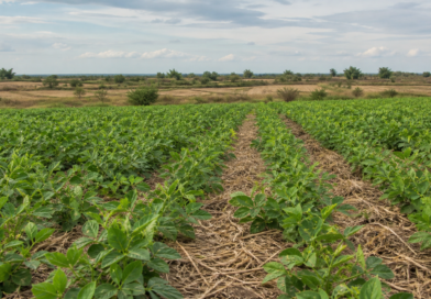 Embrapa destaca feijão-guandu BRS Guatã para controle de nematoides