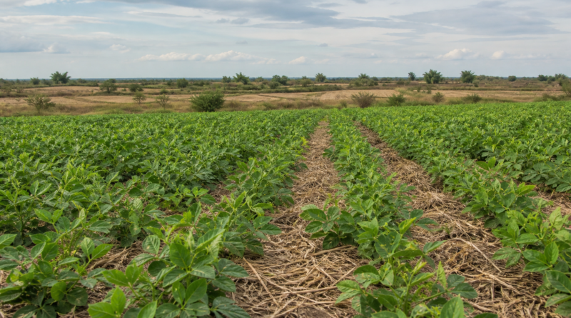 Embrapa destaca feijão-guandu BRS Guatã para controle de nematoides