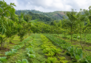 Embrapa destaca sistemas agroflorestais como alternativa de produção sustentável