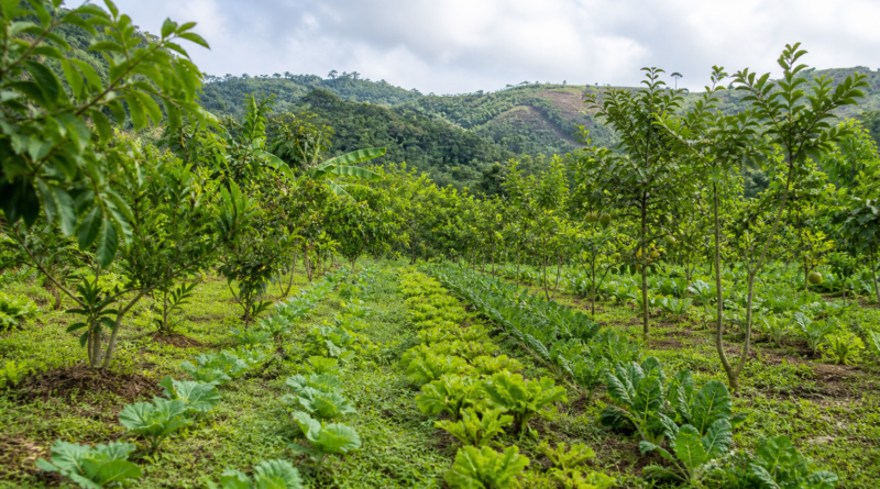 Embrapa destaca sistemas agroflorestais como alternativa de produção sustentável
