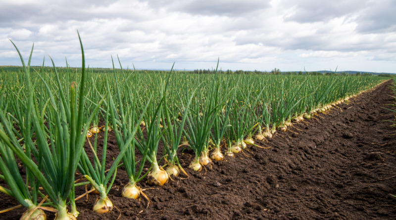 Embrapa lança cultivar de cebola adaptada ao cultivo de verão