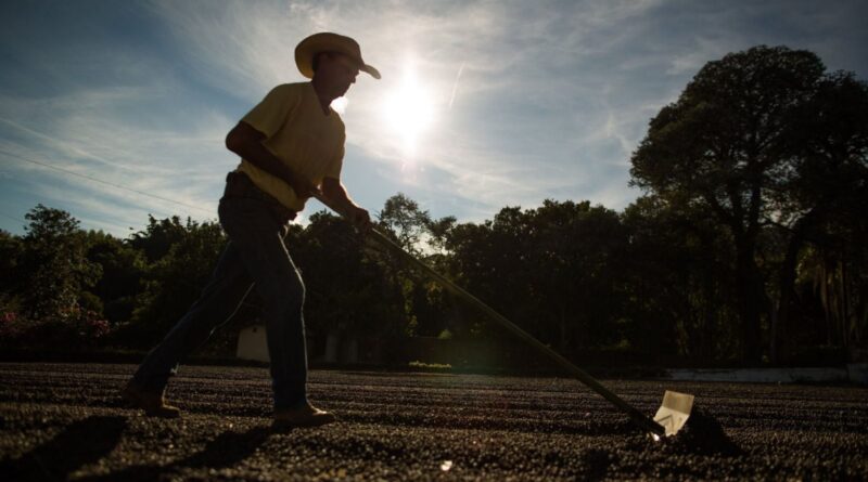 Agro baiano bate recorde de empregos, dados faeb