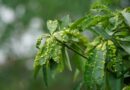 Planta com pragas