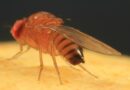 mosca-das-frutas