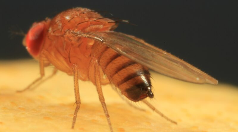 mosca-das-frutas