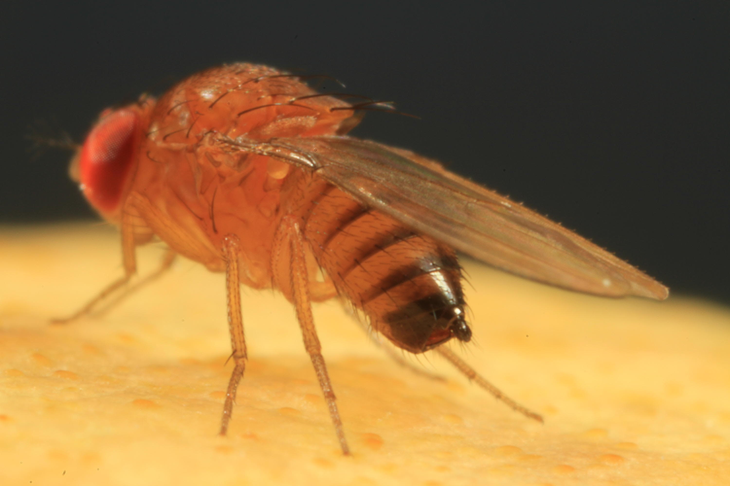mosca-das-frutas