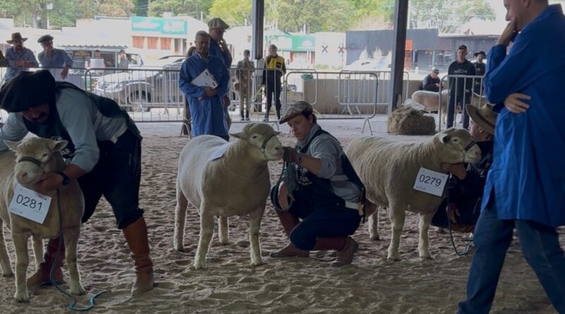 Julgamento de ovinos na 38ª edição da Fenovinos, em Esteio (RS)