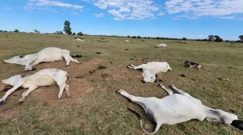 gado morto por onda de frio no Pantanal