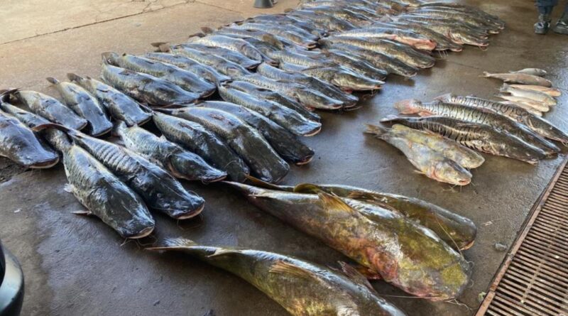 pescado apreendido