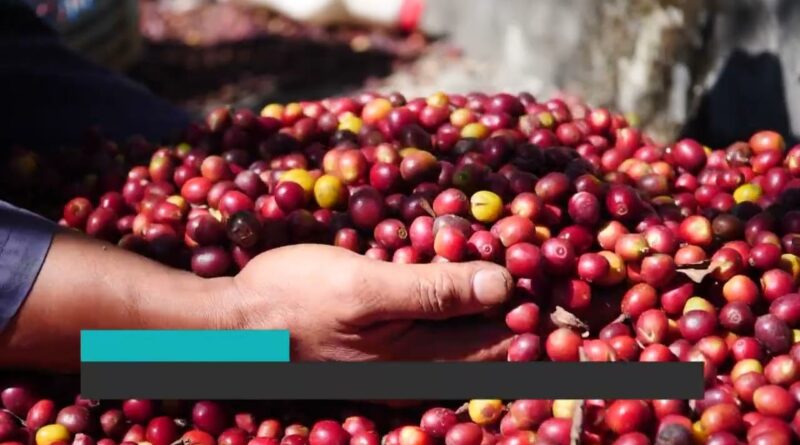Leilão da Conab libera escoamento de 103 mil toneladas de arroz