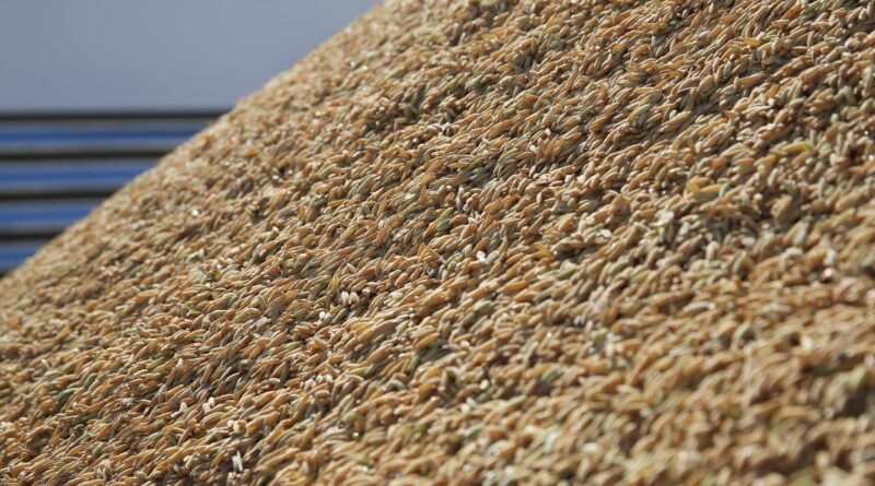 leilão de arroz Conab