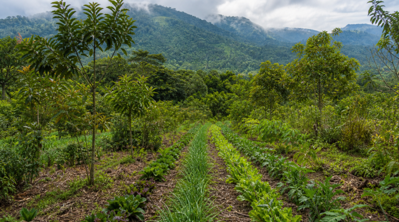 MDA apresentará plano para agroecologia e agroflorestas na Rio Climate Week