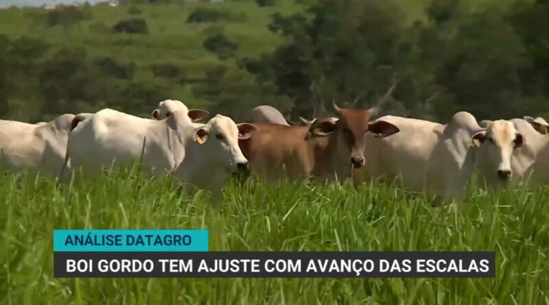 Mercado do boi gordo passa por ajuste com aumento das escalas de abate
