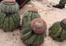Cactus na Caatinga