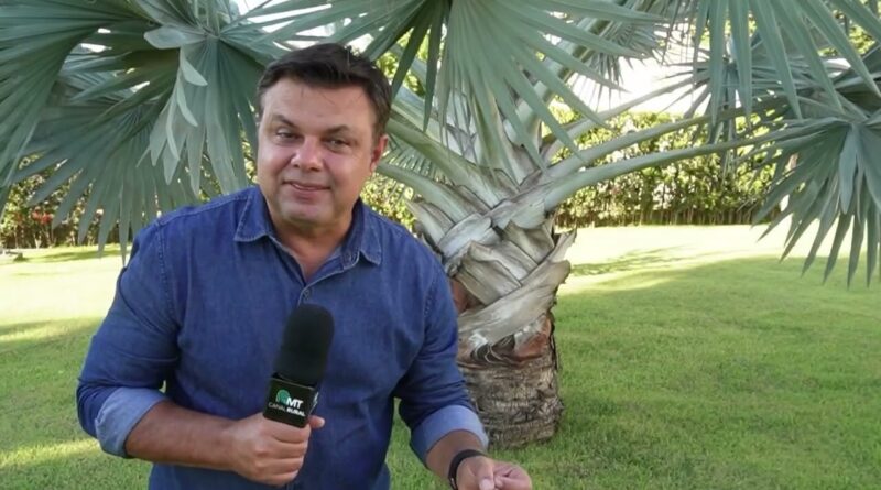 Milho da 2ª safra em Mato Grosso enfrenta desafios e custos elevados