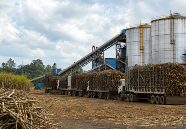 Moagem de cana cai 2,1% no Norte e Nordeste até março