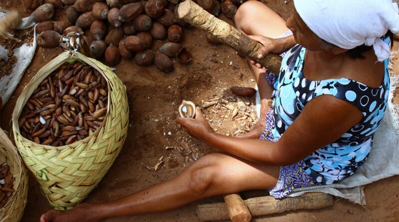 quebradeiras de coco