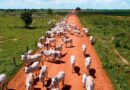 Vacas e novilhas em movimentação entre áreas de pastagem na fazenda Nova Piratinga. Foto: Reprodução/Giro do Boi