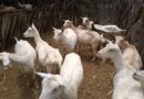 caprinos na Paraíba